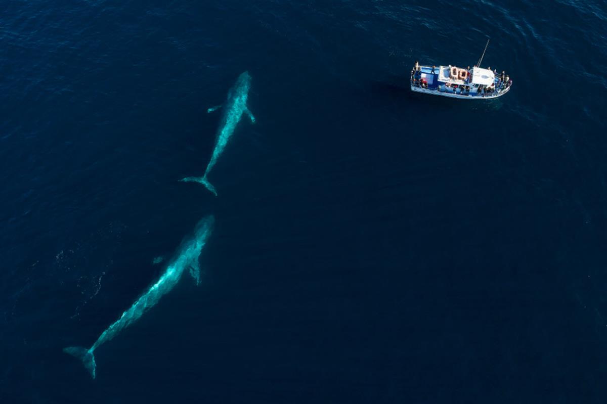 Two blue whales beside a whale-watching boat 